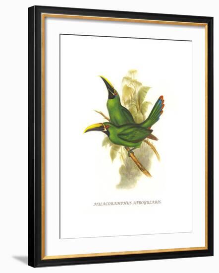 Black Throated Toucanet-John Gould-Framed Art Print