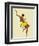 Black Thunder, Josephine Baker-Paul Colin-Framed Art Print