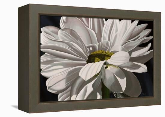 Black Tie Daisy-Ellen Macioce-Framed Stretched Canvas