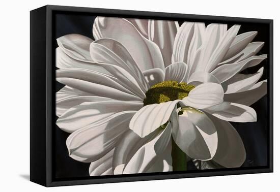 Black Tie Daisy-Ellen Macioce-Framed Stretched Canvas