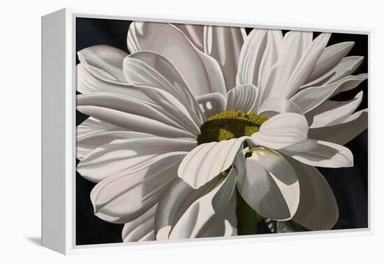 Black Tie Daisy-Ellen Macioce-Framed Stretched Canvas