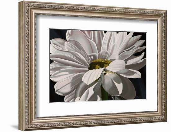 Black Tie Daisy-Ellen Macioce-Framed Photo