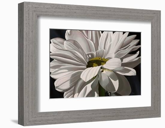 Black Tie Daisy-Ellen Macioce-Framed Photo