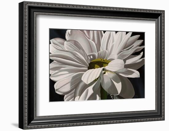 Black Tie Daisy-Ellen Macioce-Framed Photo