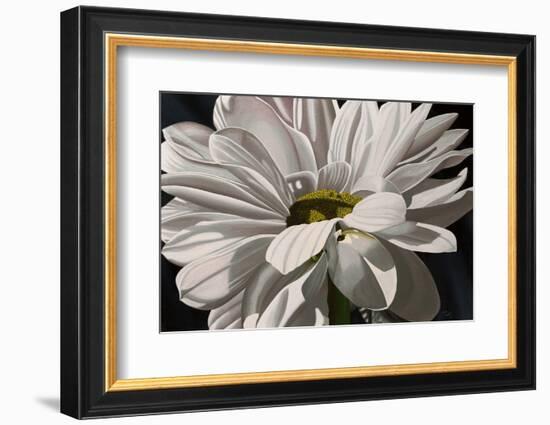 Black Tie Daisy-Ellen Macioce-Framed Photo