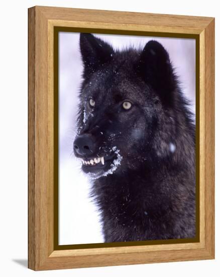 Black Timber Wolf Snarling, Utah, USA-David Northcott-Framed Premier Image Canvas