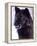 Black Timber Wolf Snarling, Utah, USA-David Northcott-Framed Premier Image Canvas