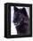 Black Timber Wolf Snarling, Utah, USA-David Northcott-Framed Premier Image Canvas