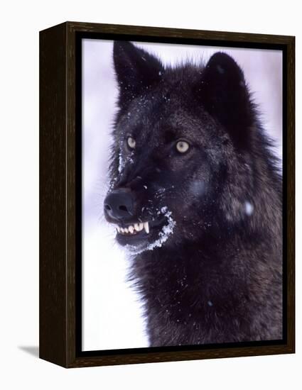 Black Timber Wolf Snarling, Utah, USA-David Northcott-Framed Premier Image Canvas