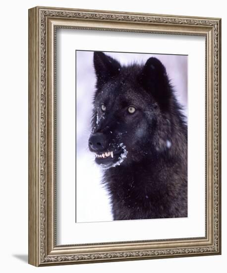 Black Timber Wolf Snarling, Utah, USA-David Northcott-Framed Photographic Print