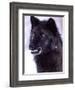 Black Timber Wolf Snarling, Utah, USA-David Northcott-Framed Photographic Print