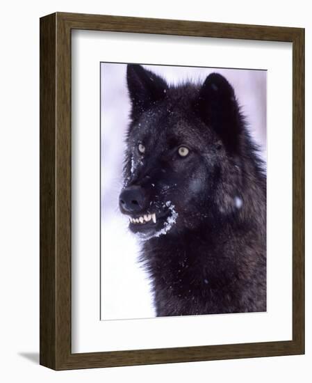 Black Timber Wolf Snarling, Utah, USA-David Northcott-Framed Photographic Print