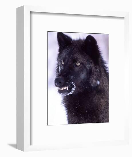 Black Timber Wolf Snarling, Utah, USA-David Northcott-Framed Photographic Print