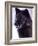 Black Timber Wolf Snarling, Utah, USA-David Northcott-Framed Photographic Print