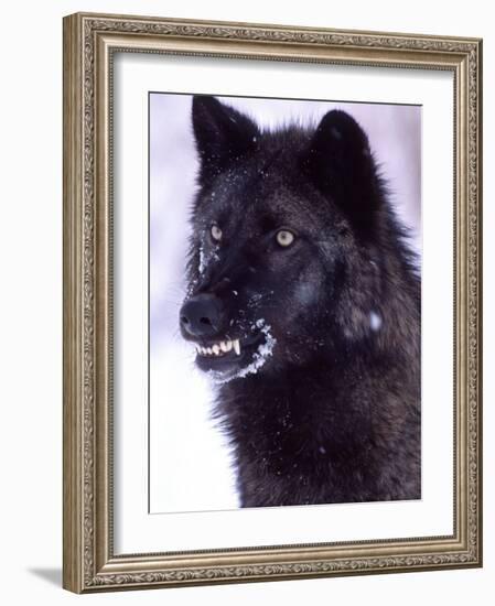 Black Timber Wolf Snarling, Utah, USA-David Northcott-Framed Photographic Print