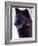 Black Timber Wolf Snarling, Utah, USA-David Northcott-Framed Photographic Print