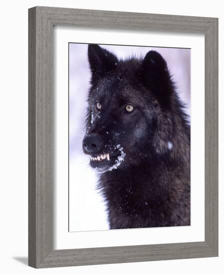 Black Timber Wolf Snarling, Utah, USA-David Northcott-Framed Photographic Print