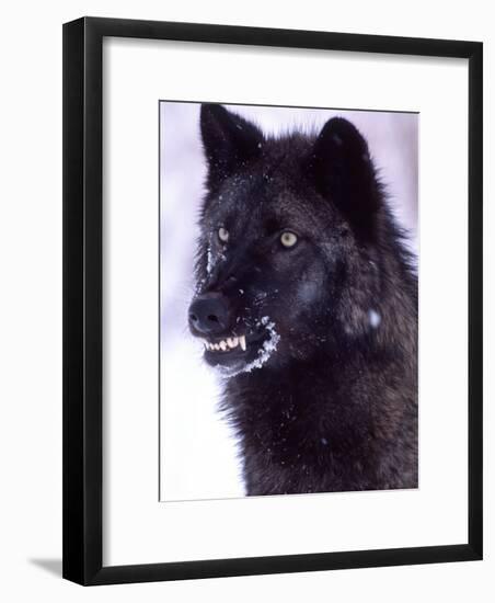 Black Timber Wolf Snarling, Utah, USA-David Northcott-Framed Photographic Print