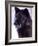 Black Timber Wolf Snarling, Utah, USA-David Northcott-Framed Photographic Print