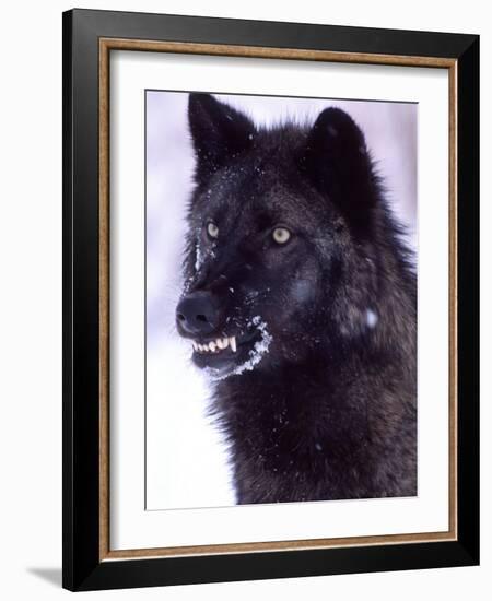 Black Timber Wolf Snarling, Utah, USA-David Northcott-Framed Photographic Print