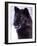 Black Timber Wolf Snarling, Utah, USA-David Northcott-Framed Photographic Print