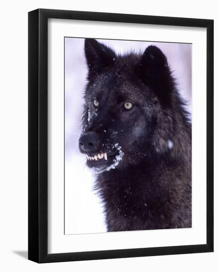 Black Timber Wolf Snarling, Utah, USA-David Northcott-Framed Photographic Print