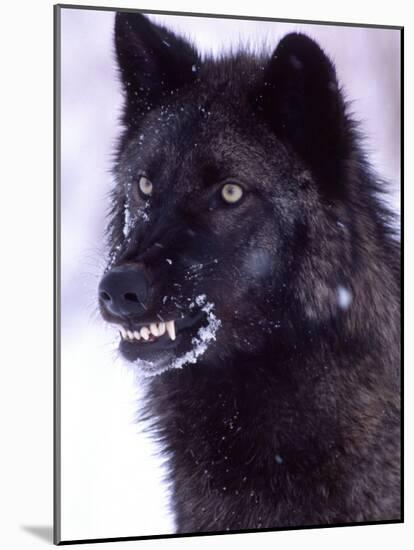 Black Timber Wolf Snarling, Utah, USA-David Northcott-Mounted Photographic Print