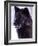 Black Timber Wolf Snarling, Utah, USA-David Northcott-Framed Photographic Print