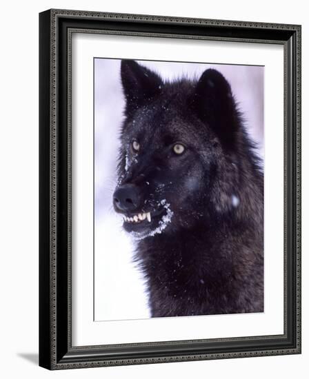 Black Timber Wolf Snarling, Utah, USA-David Northcott-Framed Photographic Print