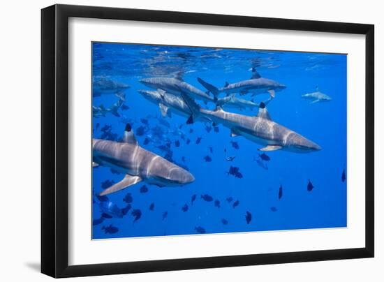 Black Tip Reef Sharks, Bora Bora-Karine Aigner-Framed Photographic Print