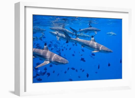 Black Tip Reef Sharks, Bora Bora-Karine Aigner-Framed Photographic Print
