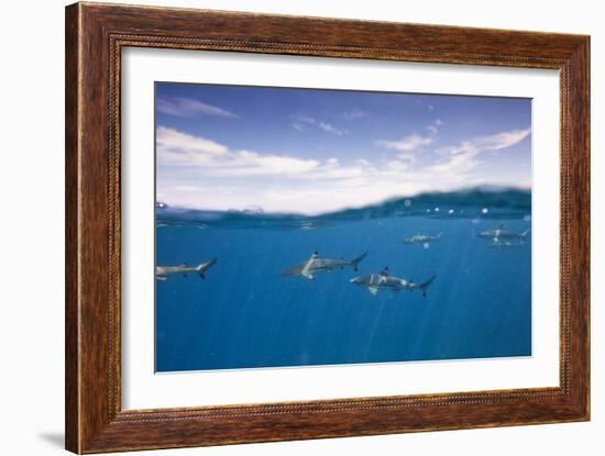 Black Tip Reef Sharks Swim Just Below The Surface Of The Water. Bora Bora, French Polynesia-Karine Aigner-Framed Photographic Print
