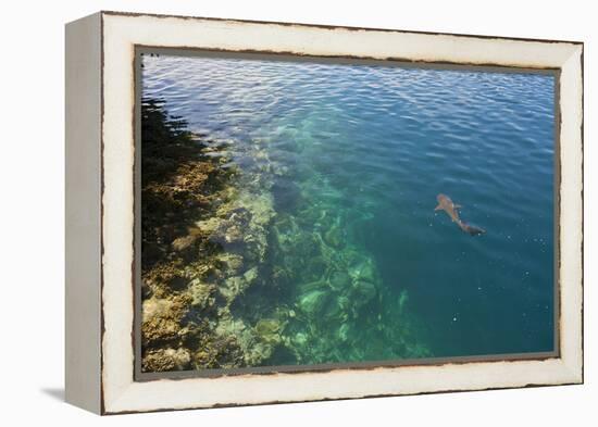 Black Tipped Sharks in the Crystal Clear Waters of the Marovo Lagoon, Solomon Islands, Pacific-Michael Runkel-Framed Premier Image Canvas