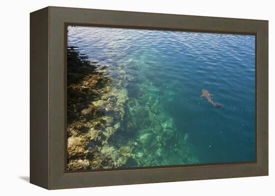 Black Tipped Sharks in the Crystal Clear Waters of the Marovo Lagoon, Solomon Islands, Pacific-Michael Runkel-Framed Premier Image Canvas