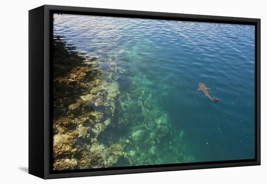 Black Tipped Sharks in the Crystal Clear Waters of the Marovo Lagoon, Solomon Islands, Pacific-Michael Runkel-Framed Premier Image Canvas