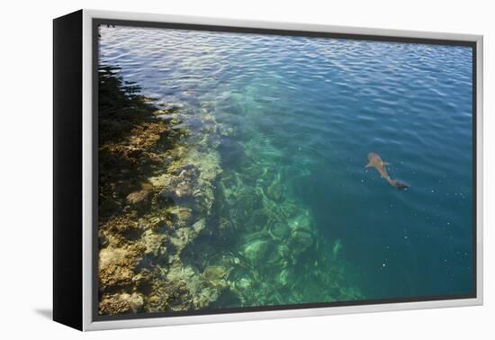 Black Tipped Sharks in the Crystal Clear Waters of the Marovo Lagoon, Solomon Islands, Pacific-Michael Runkel-Framed Premier Image Canvas