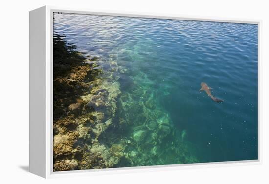 Black Tipped Sharks in the Crystal Clear Waters of the Marovo Lagoon, Solomon Islands, Pacific-Michael Runkel-Framed Premier Image Canvas