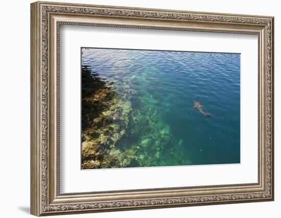 Black Tipped Sharks in the Crystal Clear Waters of the Marovo Lagoon, Solomon Islands, Pacific-Michael Runkel-Framed Photographic Print