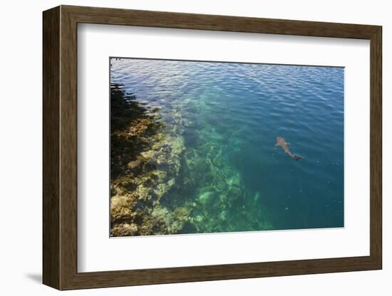 Black Tipped Sharks in the Crystal Clear Waters of the Marovo Lagoon, Solomon Islands, Pacific-Michael Runkel-Framed Photographic Print