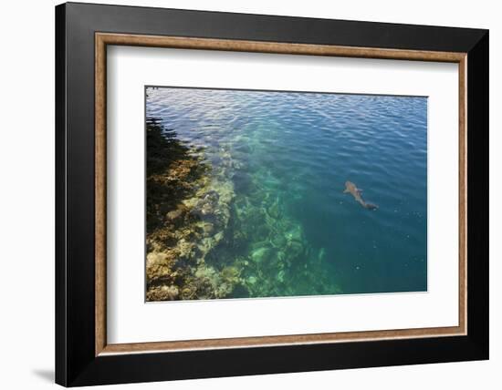 Black Tipped Sharks in the Crystal Clear Waters of the Marovo Lagoon, Solomon Islands, Pacific-Michael Runkel-Framed Photographic Print