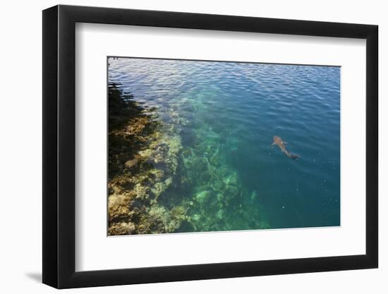 Black Tipped Sharks in the Crystal Clear Waters of the Marovo Lagoon, Solomon Islands, Pacific-Michael Runkel-Framed Photographic Print