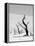 Black Trees-Howard Ruby-Framed Premier Image Canvas