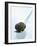 Black Truffle (Chinese Truffle) on Fork-Chris Meier-Framed Photographic Print