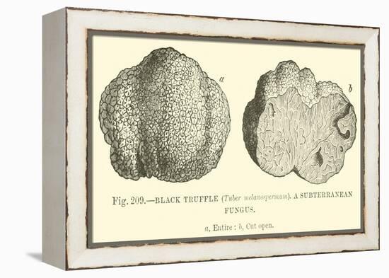 Black Truffle-null-Framed Premier Image Canvas