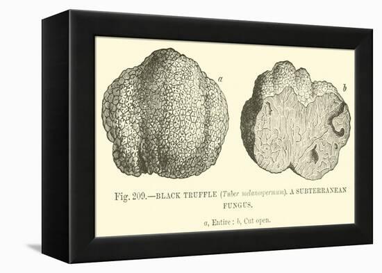 Black Truffle-null-Framed Premier Image Canvas