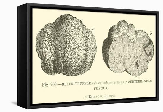 Black Truffle-null-Framed Premier Image Canvas