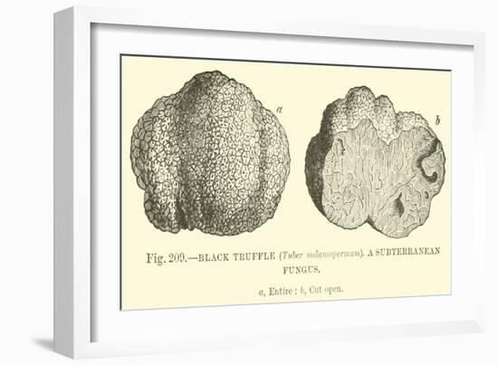 Black Truffle-null-Framed Premium Giclee Print