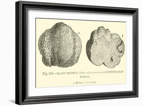 Black Truffle-null-Framed Premium Giclee Print