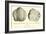 Black Truffle-null-Framed Premium Giclee Print