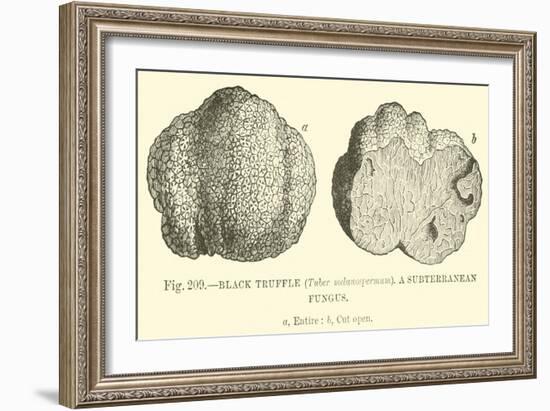 Black Truffle-null-Framed Giclee Print